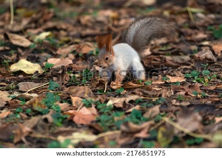 funny fluffy squirrel (latin Sciurus Vulgaris) in the autumn park. the squirrel is running ahead to the treat