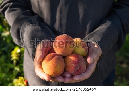 Fresh harvested peach fruits in farmer hands in the garden. Healthy organic vegan food. Gardening concept. Close up Royalty-Free Stock Photo #2176852459