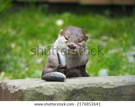 Asian Short Clawed Otter chewing fish that is held in its paws with green background	
