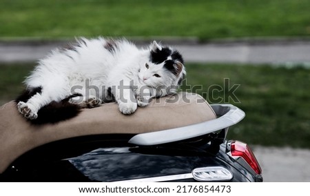 a lazy cute cat is lying on a moped. pet