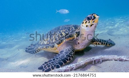 A Hawksbill Turtle Feasts on Fishermen's Scraps at Playa Piskado in Curacao
