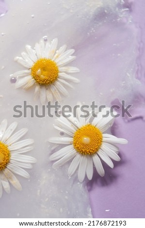 Abstract beauty cosmetic background flat lay purple clear hydration clean concept top view daisies camomile