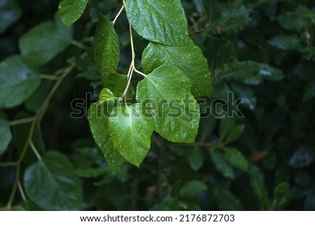raindrops on green mulberry leaf Royalty-Free Stock Photo #2176872703
