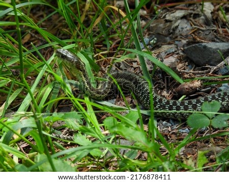 Maritime garter snake in the park in Cape Breton, Canada Royalty-Free Stock Photo #2176878411