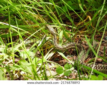 Maritime garter snake in the park in Cape Breton, Canada Royalty-Free Stock Photo #2176878893