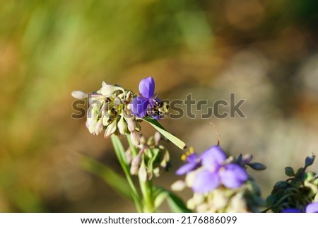 Bumblebee pollinates purple Tradescantia Spiderwort flower. 