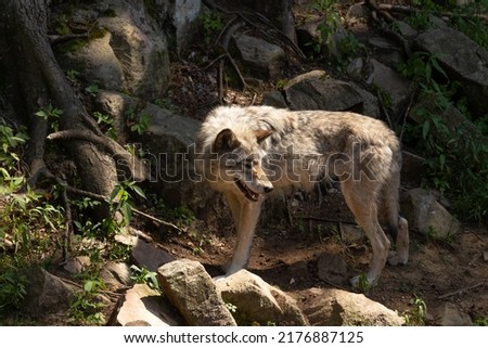 Photo of a female wild grey wolf standing in the forest. The sun is shining on her head. 