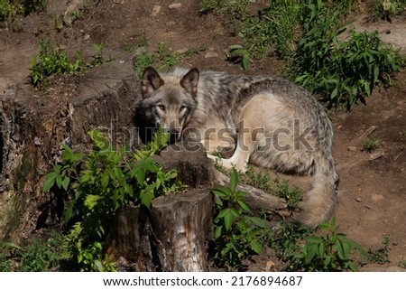Photo of a female grey wolf resting in the forest on a summer day. She is right beside a tree stump.
