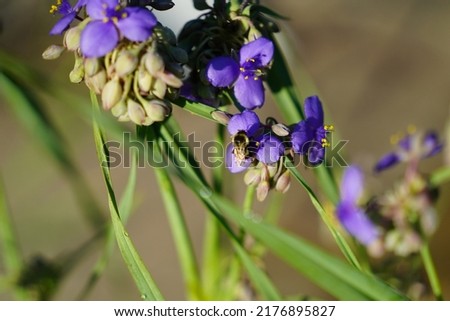 Bumblebee pollinates purple Tradescantia Spiderwort flower. 