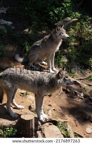 Photo of two adult female grey wolves. They are both looking to the right.