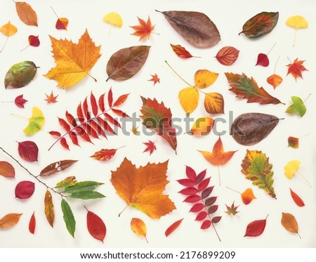 Fallen leaves of multiple colorful autumn leaves