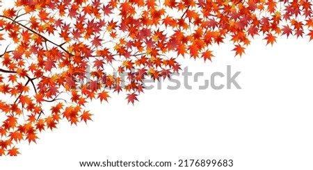 Autumn leaves maple autumn background