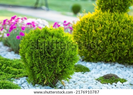 Spherical thuja. Evergreen plants on a flower bed. Designing a designer landscape. Royalty-Free Stock Photo #2176910787