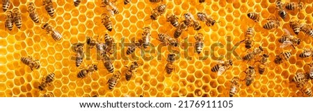 Honey bees store nectar on honeycombs. Wax, perga pollen and honey. Royalty-Free Stock Photo #2176911105