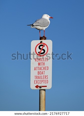 Mature silver gull, or seagull, cheekily perched atop a no standing sign in a seaside car park