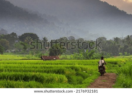 motorcyclist passing through rice fields and mountains in a foggy morning