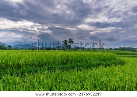 Indonesian morning scenery in green rice fields