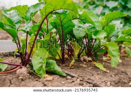Green beet leaves with red stems. Beets in the garden. Young beets in the spring. Royalty-Free Stock Photo #2176935745