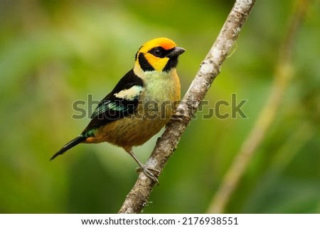 Flame-faced Tanager - Tangara parzudakii family Thraupidae, bird endemic to South America, found in eastern Andes of Colombia, Ecuador, Peru and Venezuela, habitat is moist montane forests.
