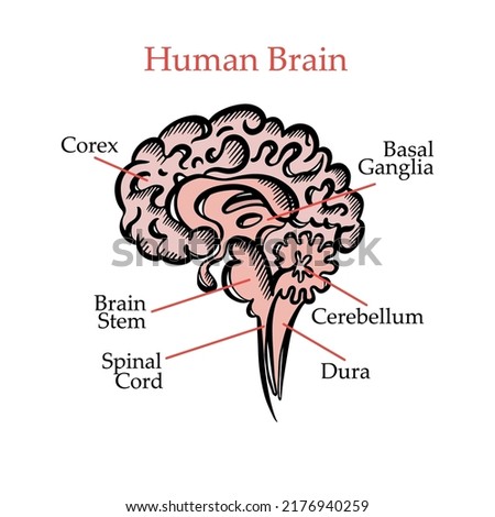 HUMAN BRAIN STRUCTURE General Layout Chart Of Partitions Of The Human Brain With Explanatory Text For Medical Education And Students Hand Drawing Vector