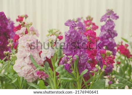 Matthiola incana flower, stock flowers, cut flowers in nursery, full bloom. Mixed matthiola
