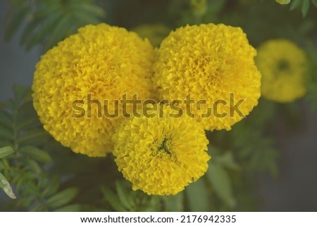 Yellow Marigolds flower fields, selective focus