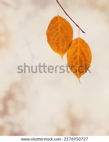 Yellow orange autumn leaf with raindrops close up on blurred natural background with bokeh. Rainy weather at september day. Nature fall season scene, bright autumnal picture with copy space.