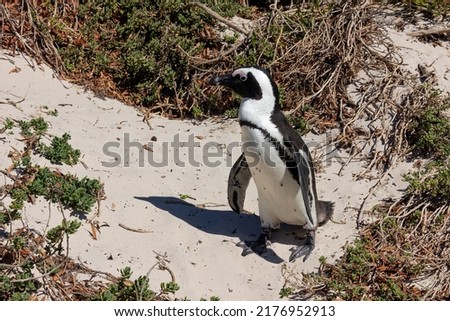 Walking penguin on the beach at Table mountain national park