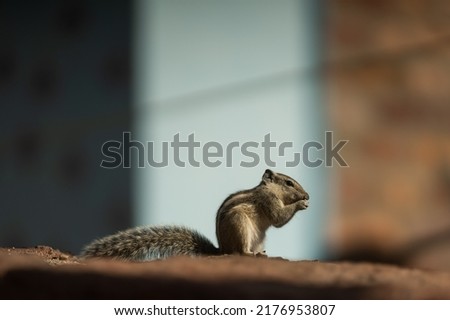 little squirrel on a tricolor background