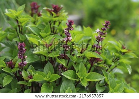 Ocimum  basilicum. Thai basil, spice and medicinal plant.  Royalty-Free Stock Photo #2176957857