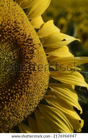 A field of sunflowers in Boismont in France