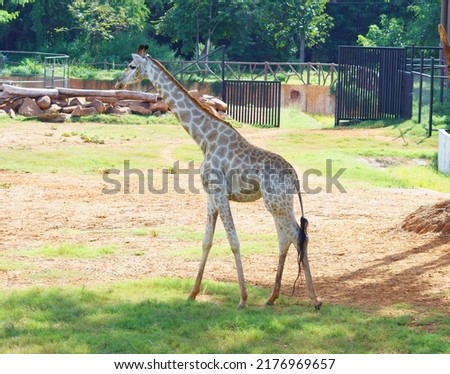 A large and tall white giraffe was resting under a canopy of trees in its courtyard.