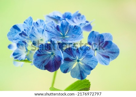 Blue hydrangea flowers on a green blurred background.