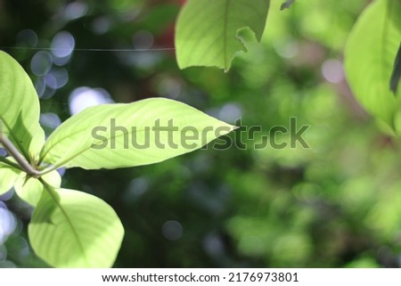 Picture Of A Leaf On A Sunny Day