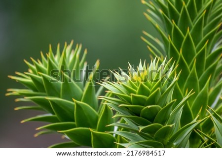 Green thorny leaves of araucaria araucana or monkey tail tree with sharp needle-like leaves and spikes of exotic plant in the wilderness of patagonia shows symmetric shape details of the green leaves Royalty-Free Stock Photo #2176984517