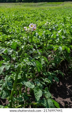 Young flowering potato bushes on a green field, farm, organic farming concept.