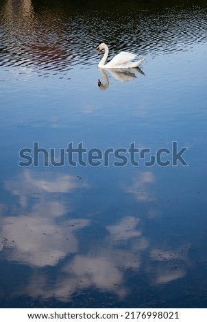 beautiful white swan swimming on lake