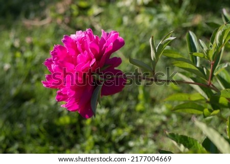 red peony flowers on a green background
