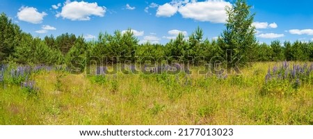 panorama of a rural landscape with a flowering forest glade under a blue sky with clouds
