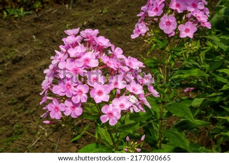 Phlox, a collection of small flowers