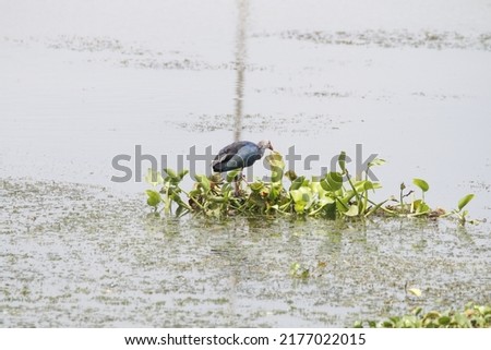 View of isolated Western swamphen searching for food in the wetlands 