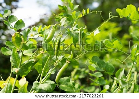 Growing green beans on a bush in the middle of a beautiful garden during the sunny summer Royalty-Free Stock Photo #2177023261