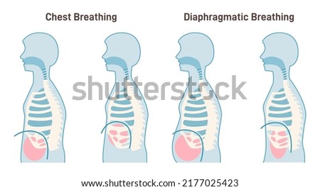 Chest and diaphragmatic breathing types. Anatomical mechanism of the healthy human performing belly and chest breathing technics. Inhale and Exhale medical poster. Flat vector illustration. Royalty-Free Stock Photo #2177025423
