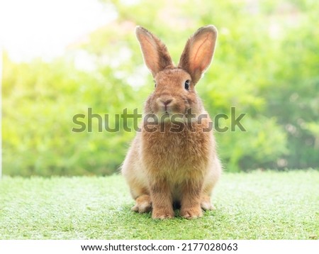 Orange cute rabbit sitting on grass with green nature background. Lovely action of young rabbit.