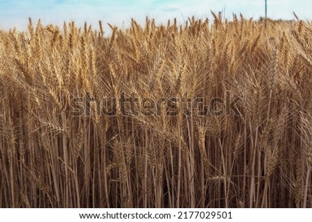 Close up of Soft common Wheat field in summer against blue sky