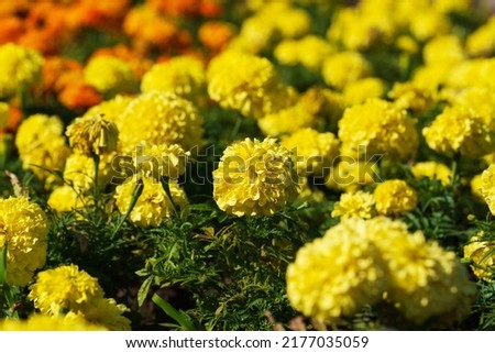 Bright marigold flowers in nature on a flowerbed in the park