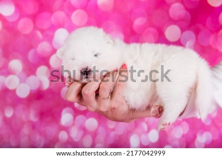 White fluffy small Samoyed puppy dog on hand