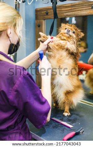 A small red dog is combed and dried with a hairdryer in a beauty salon for animals against the background of a mirror.