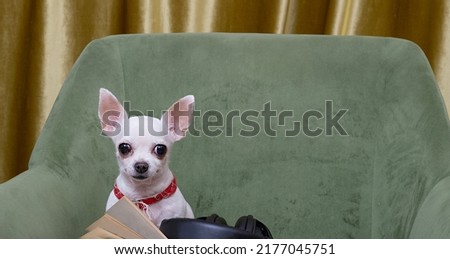 The purebred puppy of white chihuahua dog is reading with interest a book that lies open at its paws among other books posing, sitting on the cozy green armchair at home library. 