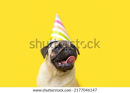 portrait Funny pug dog on a yellow background dressed in a party hat on a yellow background with copy space. birthday card. dog with tongue hanging out.